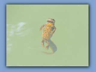 Smooth Newt - Lissotriton vulgaris. In pond at southern edge of Hetton House wood. 9th May 2020 2.jpg